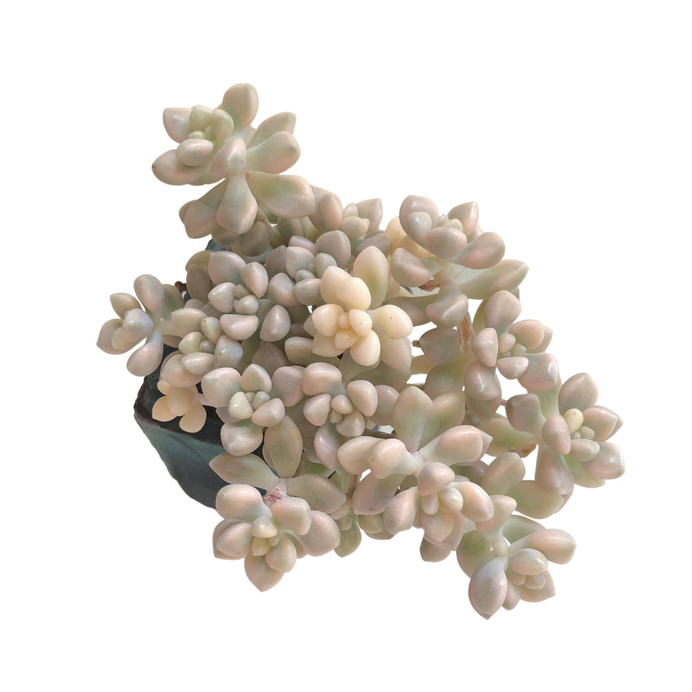 Graptopetalum Mendozae, Variegata