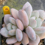 PRESALE Echeveria Peach Berry, (Not so Random)