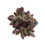 Adromischus Marianiae 'Coffee Beans'