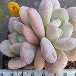 PRESALE Echeveria Peach Berry, (Not so Random)