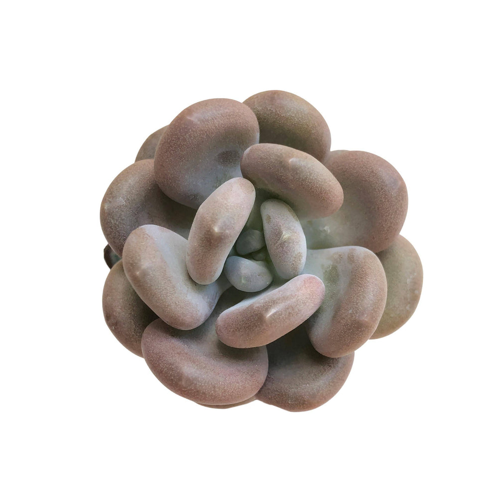 Pachyphytum Sp.