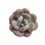 Pachyphytum Sp.