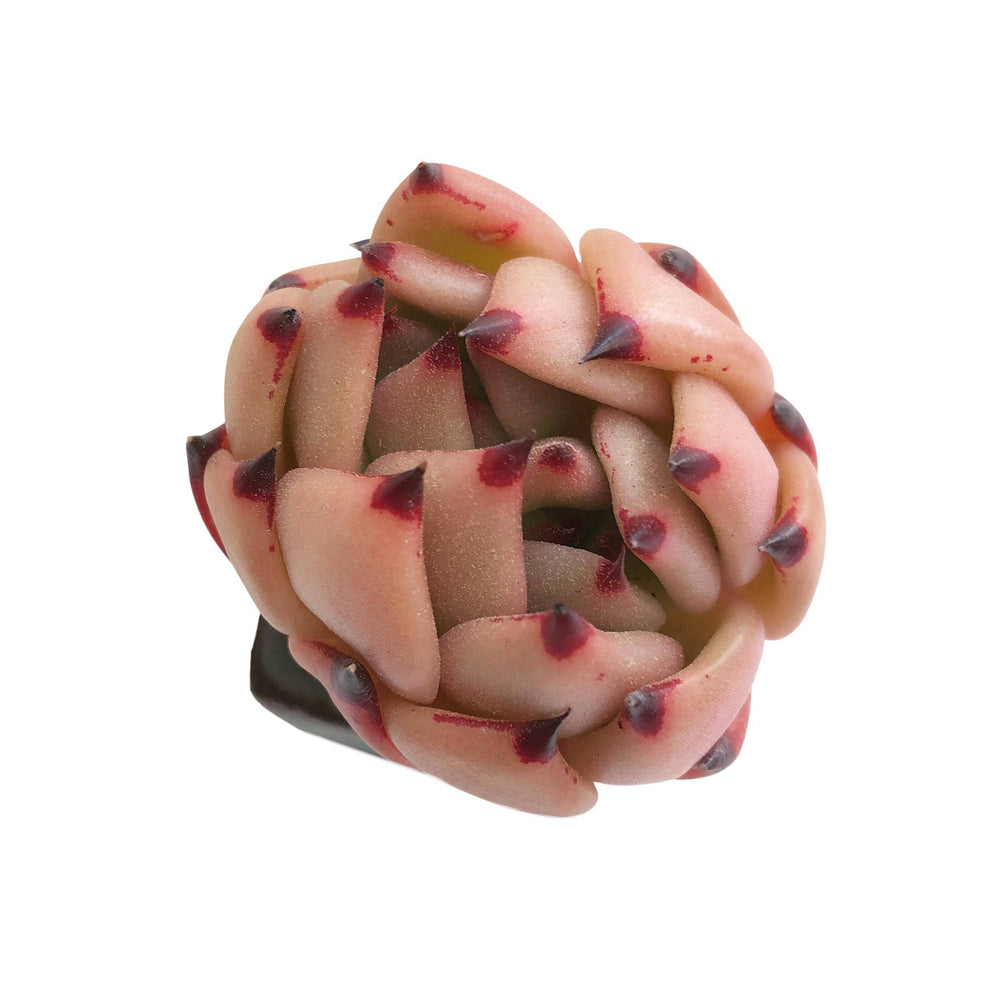honey pink succulent Echeveria Honey Pink – Cedar Creek Farmhouse