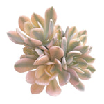Echeveria Akaihosi, Variegata