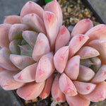 PRESALE Echeveria Thumb Rim, (Random)