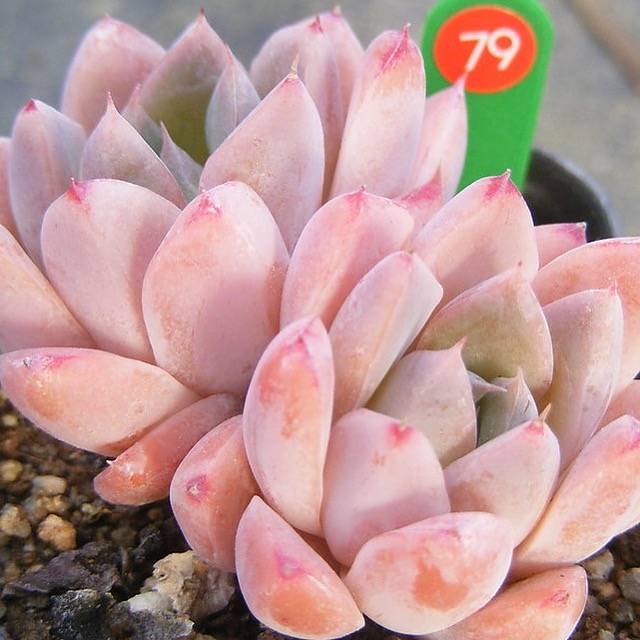 PRESALE Echeveria Thumb Rim, (Random)