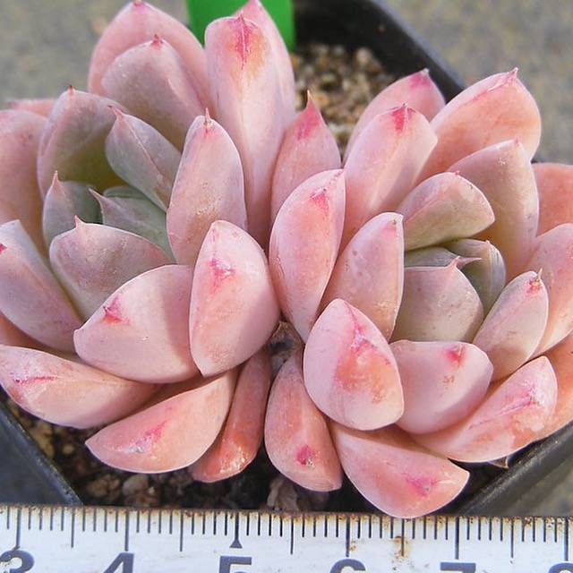 PRESALE Echeveria Thumb Rim, (Random)