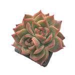 Echeveria Agavoides Sabarez