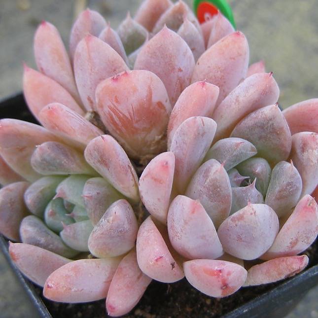 PRESALE Echeveria Thumb Rim, (Random)