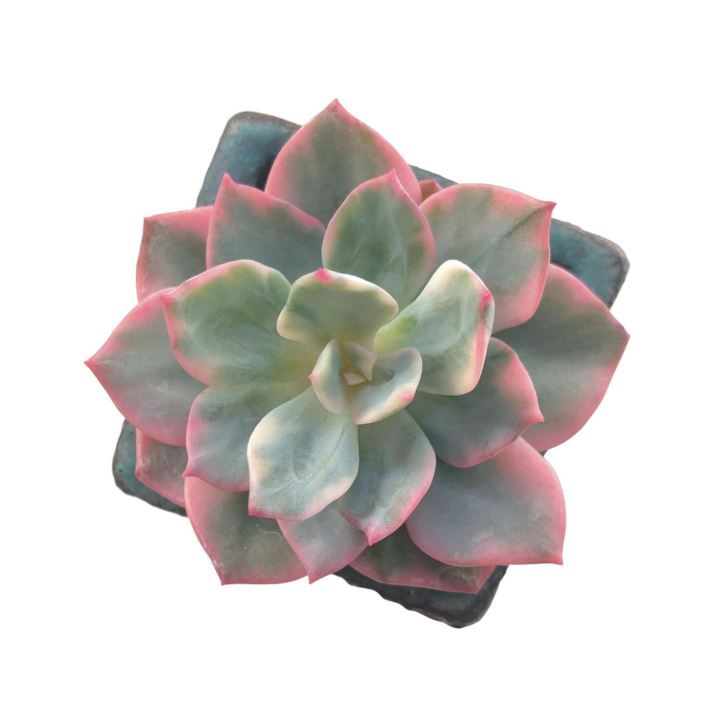 Echeveria Pink Herrin