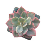 Echeveria Pink Herrin