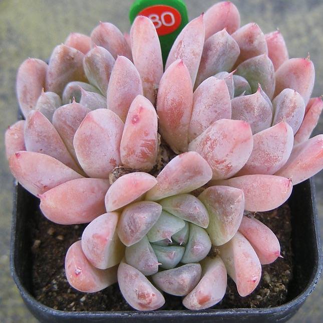 PRESALE Echeveria Thumb Rim, (Random)