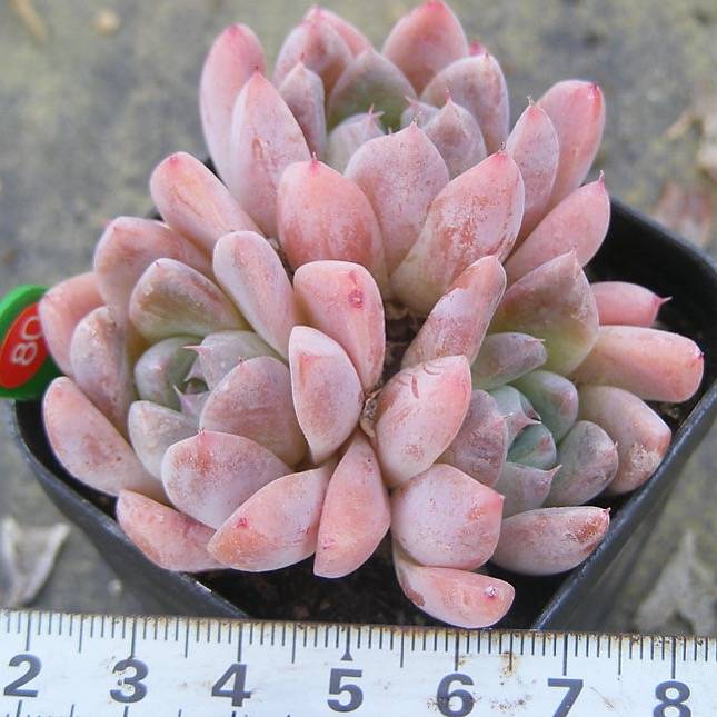 PRESALE Echeveria Thumb Rim, (Random)