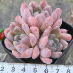 PRESALE Echeveria Thumb Rim, (Random)