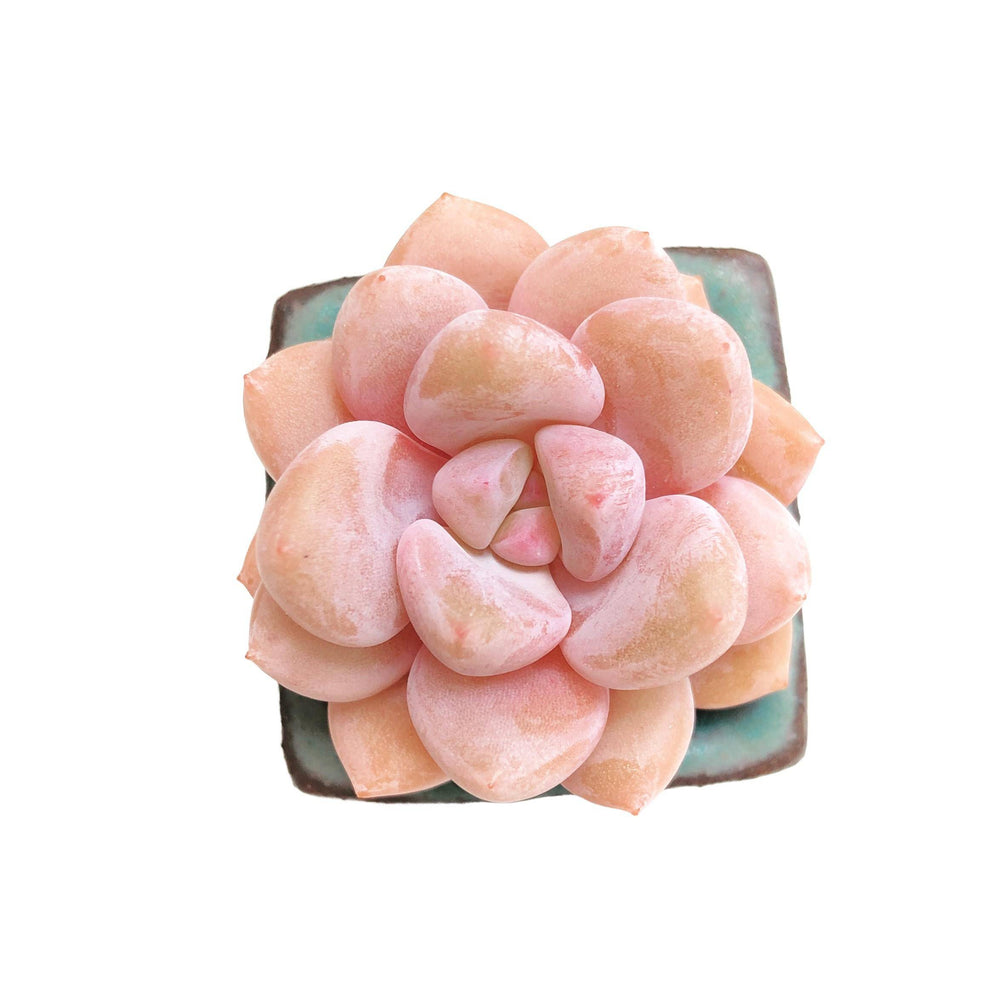 Echeveria 'Monroe Queen'