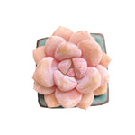 Echeveria 'Monroe Queen'