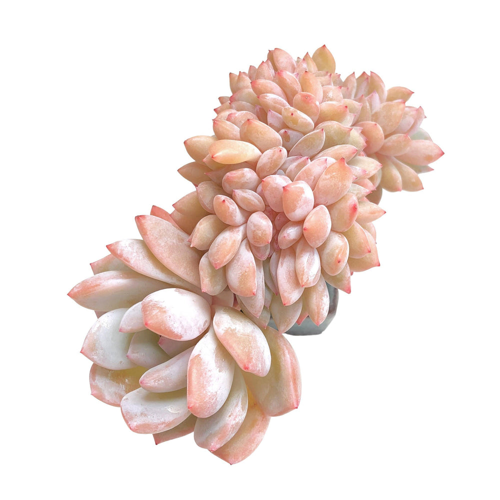 Echeveria Orange Monroe Cristata