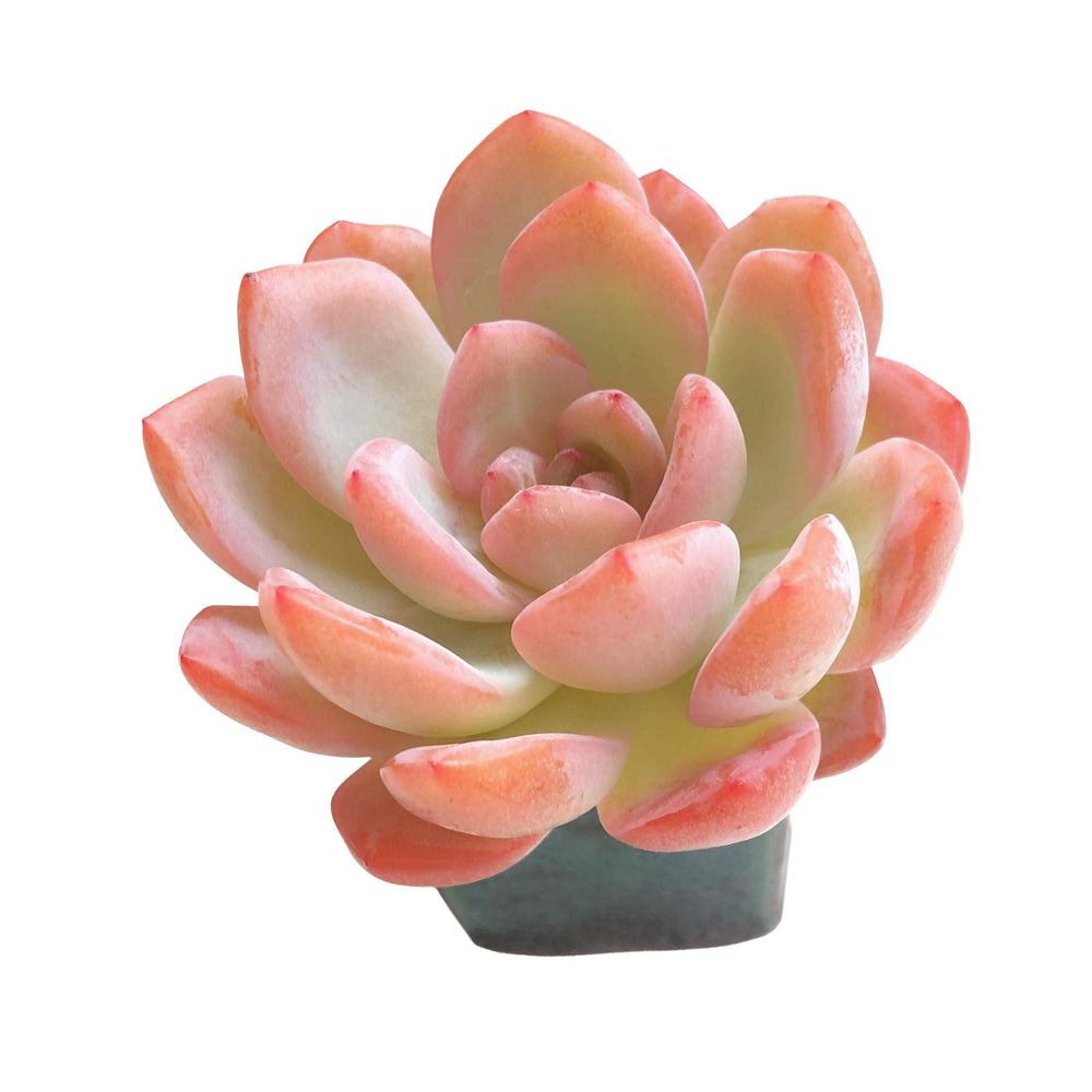 Echeveria Starmark