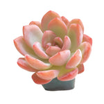 Echeveria Starmark