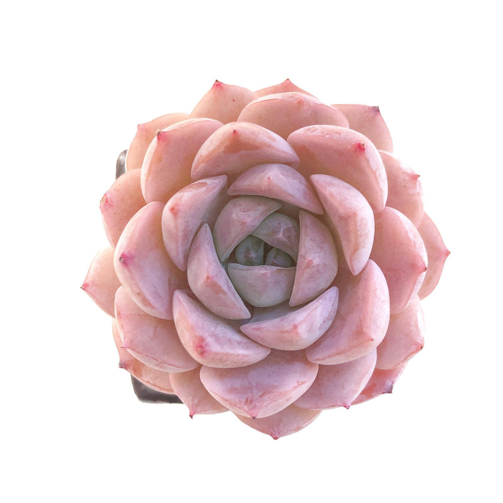 Echeveria Amazing Grace