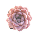 Echeveria Amazing Grace