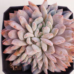 PRESALE Echeveria Orange Monroe Cristata, (Not so Random)