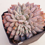 PRESALE Echeveria Orange Monroe Cristata, (Not so Random)