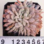 PRESALE Echeveria Orange Monroe Cristata, (Not so Random)