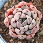 Presale Echeveria Canape