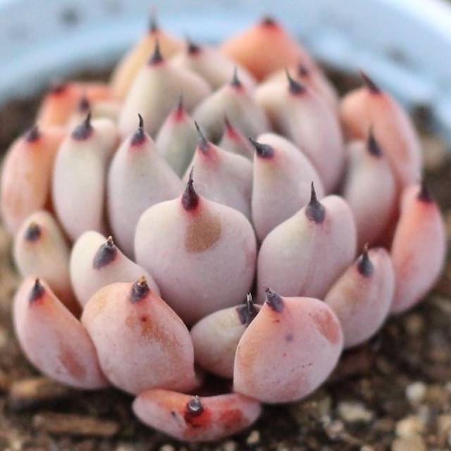 Presale Echeveria Canape