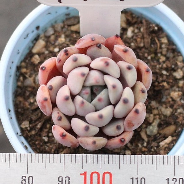 Presale Echeveria Canape