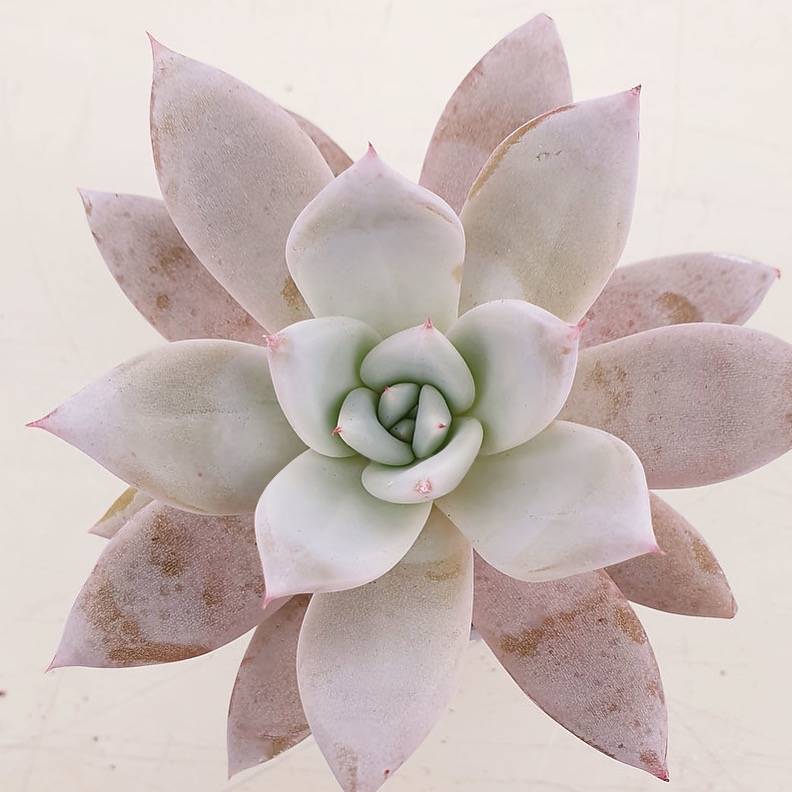 PRESALE Echeveria Mexican Giant, (Not so Random)