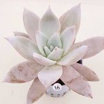 PRESALE Echeveria Mexican Giant, (Not so Random)