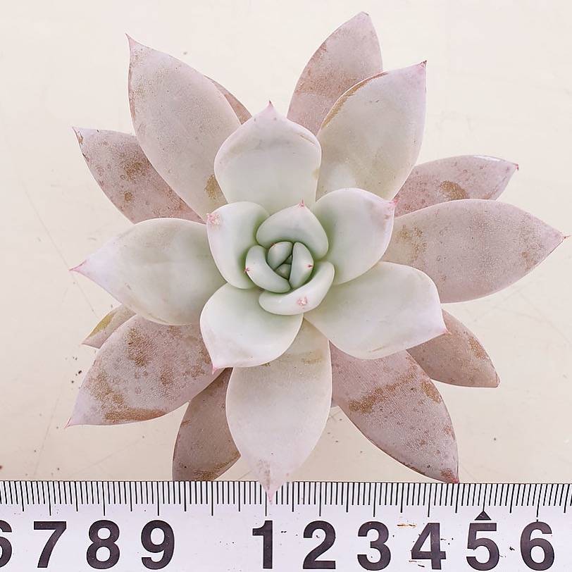 PRESALE Echeveria Mexican Giant, (Not so Random)