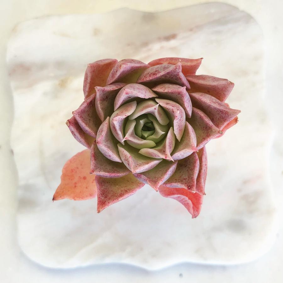 PRESALE Echeveria 'Mochican' (Random)