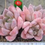 PRESALE Echeveria Thumb Rim, (Random)