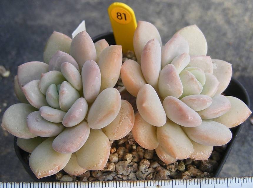 PRESALE Echeveria Ice Cream, (Not so Random)