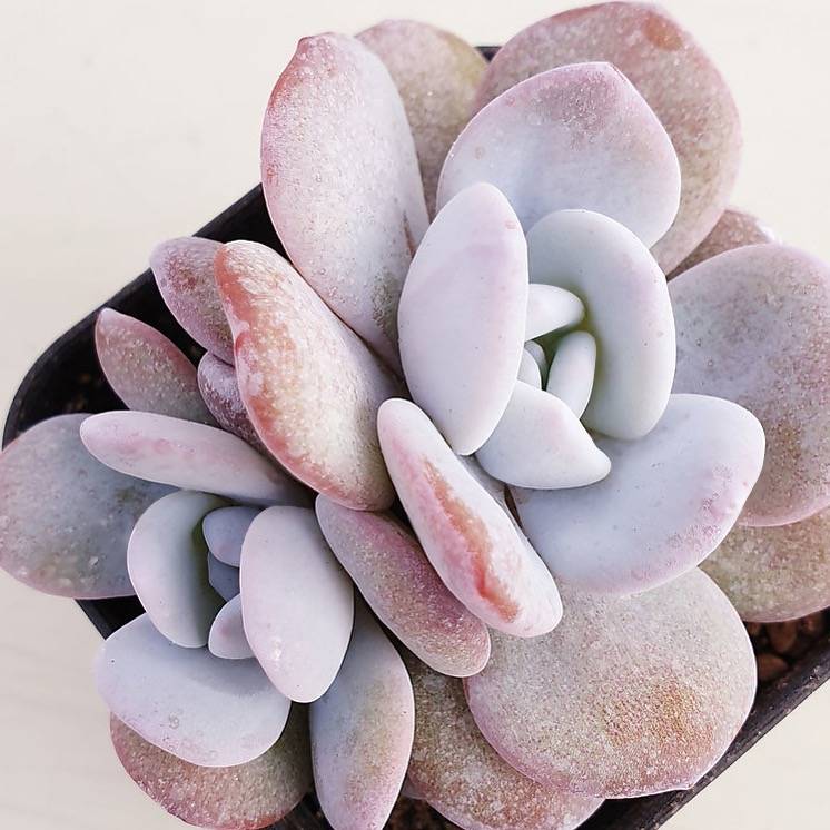 PRESALE Echeveria Lauii, Double, (Random)