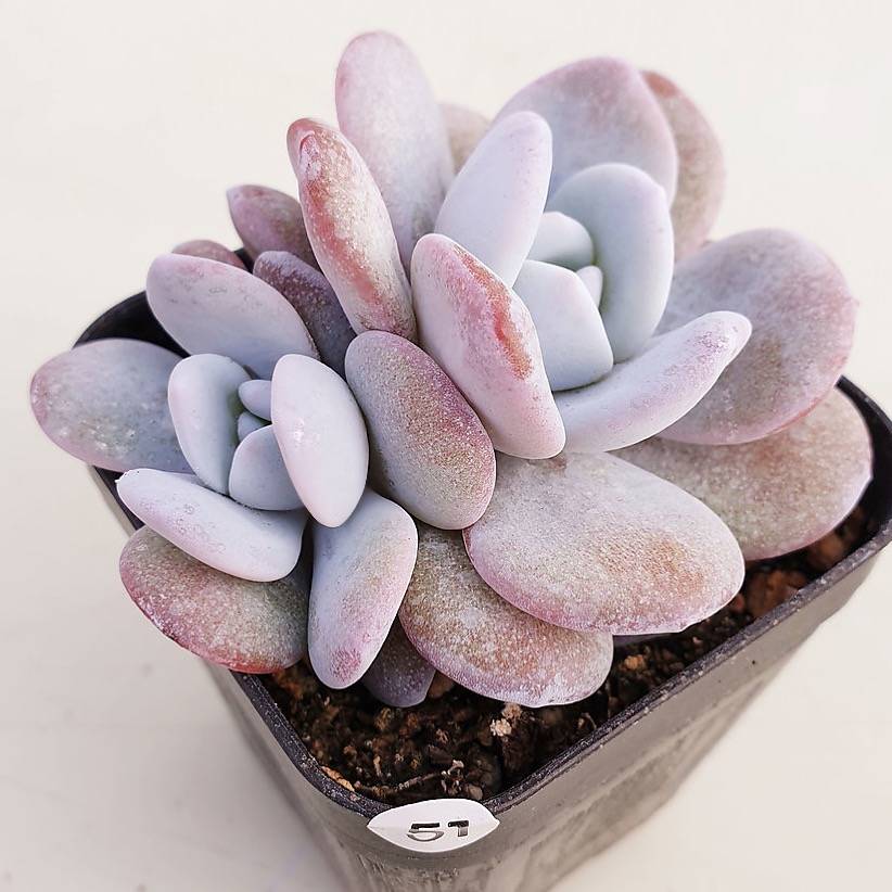 PRESALE Echeveria Lauii, Double, (Random)