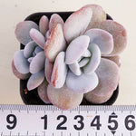 PRESALE Echeveria Lauii, Double, (Random)