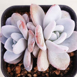 PRESALE Echeveria Lauii, Double, (Random)