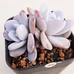 PRESALE Echeveria Lauii, Double, (Random)