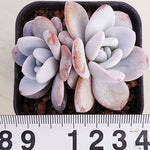 PRESALE Echeveria Lauii, Double, (Random)