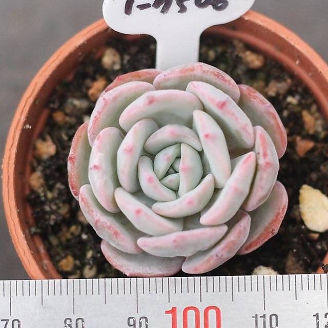 fleur blanc succulent PRESALE Echeveria Mont Blanc Hybrid – Cedar Creek Farmhouse
