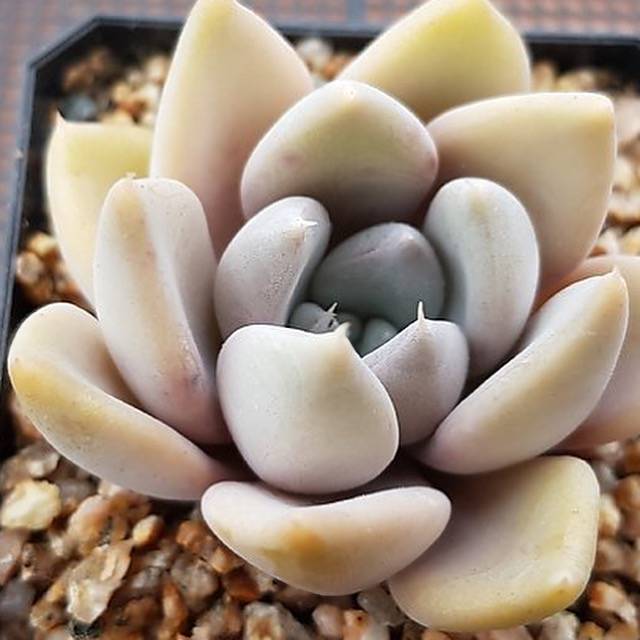 PRESALE Echeveria Jin Ju, (Not so Random)