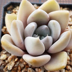 PRESALE Echeveria Jin Ju, (Not so Random)