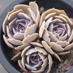 PRESALE Echeveria Sabiana, Cluster