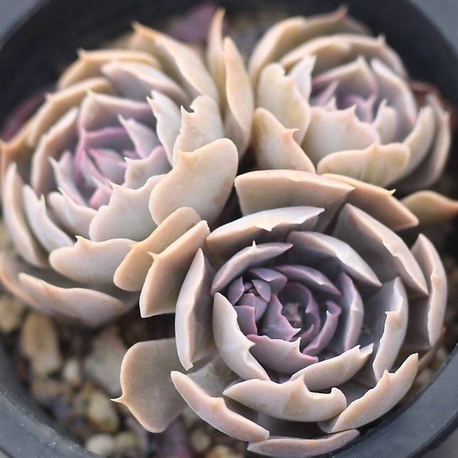 PRESALE Echeveria Sabiana, Cluster