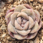 PRESALE Echeveria 'Love' (New!)