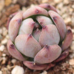 PRESALE Echeveria Colorata Hybrid